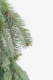 Our training courses provide ce credits and prepare radon professionals for certification exams. The Blues Weeping Colorado Spruce Trees For Sale The Tree Center