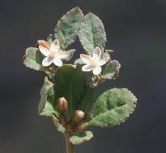 Image result for Bergia pentheriana