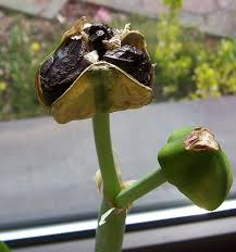 Amaryllis Samen Samen Anzucht Vermehrung Green24 Hilfe Pflege Bilder