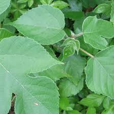 Image result for Broussonetia