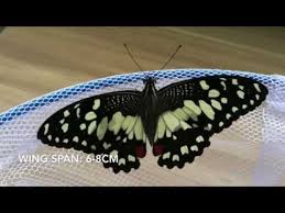 So, to avoid staining the furniture, we put some paper towels underneath. Life Cycle Of A Lime Swallowtail Butterfly Papilio Demoleus Youtube