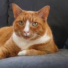 Penasaran dengan nama kucing lucu jantan dan betina? 80 Nama Kucing Lucu Mudah Diingat Dan Menggemaskan Ragam Bola Com