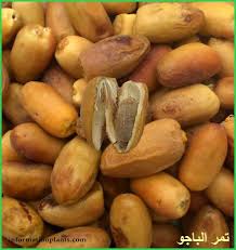 تمر الباجو التونسي قسم التمور مع الصور قسم التمور انواع الاسماك مع الصور الموقع الزراعي ومنوعات اخرى Vegetables Food Potatoes
