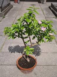 Image result for Pereskia