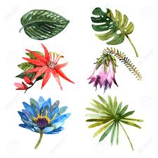 This blanket protects tropical rainforest plants from torrential downpours and harsh winds. Exotic Tropical Rainforest Botanic Garden Plants Flowers And Leaves Pictograms Collection Watercolor Sketch Abstract Isolated Vector Illustration Royalty Free Cliparts Vectors And Stock Illustration Image 42623885