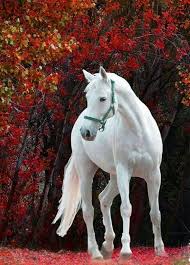 Team, harras, stable, troop, stud (a group belonging to one owner). Pin On Animals
