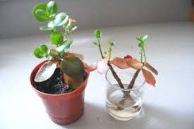 Propagating Kalanchoe Propagating Plants Kalanchoe Flowers Repotting Plants