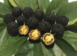 Image result for Guazuma ulmifolia