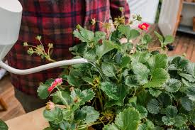 Once the hole is large enough, add some fresh compost. How To Grow Strawberry Plants In Pots