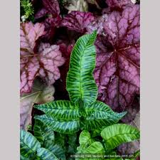 Image result for Coniogramme