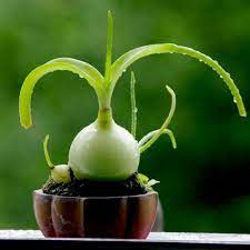 It is considered to be an excellent source of vitamin c and calcium. Sea Onion Pregnant Onion Seeds Albuca Bracteata Price 3 80
