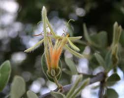 Image result for Erianthemum