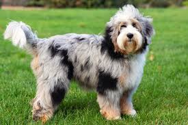 They are great loving companions for active owners and families with children. Cottonwood Creek Doodles Aussiedoodles Bernedoodles