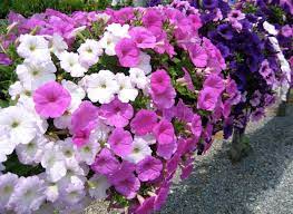 Check spelling or type a new query. 8 Awesome Heat And Drought Tolerant Annual Flowers And Plants Dengarden