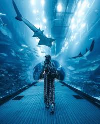 Instagram Effortlyss Dubai Travel Aquarium Pictures Aquarium Photos