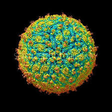 Pin On Viruses