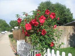 These flower best in areas with long, hot summers. Plantfiles Pictures Hardy Hibiscus Rose Mallow Swamp Mallow Lord Baltimore Hibiscus Moscheutos By Naylor891
