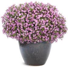 Image result for Lobelia erinus