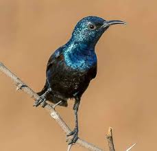Untuk perkutut jantan belahan ini sejajar dengan mata namun pada perkutut betina ciri burung jantan untuk bulu bagian kepala akan terlihat lebih cerah dibanding betina. Daftar Harga Burung Kolibri Terbaru September 2020 Lengkap