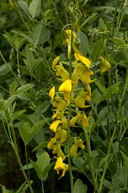 Image result for Crotalaria laburnifolia