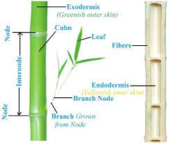 Tetuan nor bahrum & co., aras 1, p.t. Different Parts Of A Bamboo Stem Download Scientific Diagram