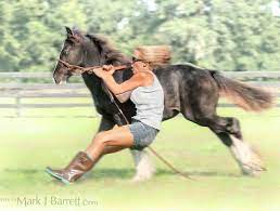 it s too late to close the stable door after the horse has bolted french proverb horse horses horsesofpint horses horse photographer horse photography