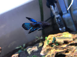 Betta fish has been since early times of its discovery been used for fight shows which started in thailand initially leading to its fame all over the globe. Picked Up A Baby Betta 6 Weeks Ago Bettafish