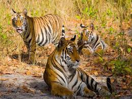 Tigers exceed capacity in Bandhavgarh Tiger Reserve panic spread in 96 villages tiger attacks | बांधवगढ़ में कैपेसिटी से ज्यादा हुए बाघ, लगातार हो रहे बाघ के हमलों से 96 गांवों में