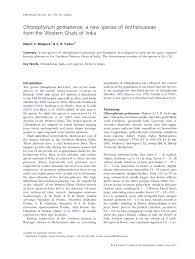 Image result for Chlorophytum bulbinifolium