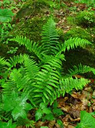 Image result for Deparia