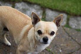 Chihuahua Cabeca De Maca Caracteristicas Como Cuidar E Fotos Mundo Ecologia