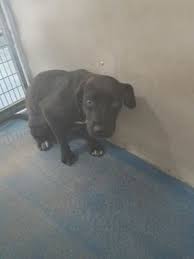 Petfinder is down for the moment. Pin On Adopt A Dog