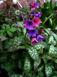 We did not find results for: Flowering Lungwort Perennials Pulmonaria Perennials Pulmonaria Pulmonaria Flowering Lungwort Shade Perennials Shade Flowers Shade Garden