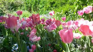 Entdeckt im botanischen garten in münchen pflanzen und tiere oder schlendert durch blühende haine. Botanischer Garten Munster