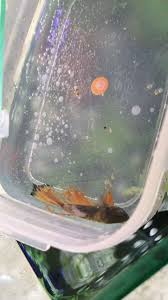 Betta Fish Help My Betta Is Sick Had Pop Eye In One Eye So I Assumed Injury And A Snail Got To Him Overnight My Second Shrimp Die Betta Fish Betta