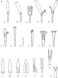 Image result for Pleiotaxis pulcherrima