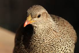 Image result for Tragiella natalensis