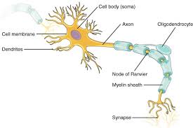 Start studying anatomy of a synapse. Nervous Tissue Anatomy And Physiology