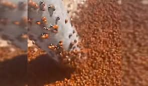 Божьи коровки мешают людям загорать и купаться, к тому же они проникают в дома и отели власти анапы тем временем заявили, что нашествие божьих коровок — это «обычная летняя. Ziwr Odv8pl0zm