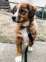 The bernese husky mix is one of the most popular and most successful dogs in the world. Our Majestic Bernese Mountain Dog Mix Puppy Aww In 2020 Cute Dogs Cute Dogs Breeds Puppies