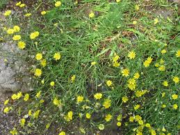 Image result for Tolpis