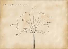 In the third whorl, b and c genes interact to form stamens and in the center of the flower c genes alone give rise to carpels. Basic Botany For Beginners Four Whorls Of The Flower
