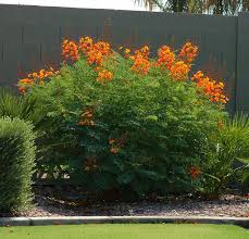 Mexican Bird Of Paradise Tree Arizona Great Design Plant Red Bird Of Paradise Soars With Color Desert Garden Desert Landscaping Desert Plants