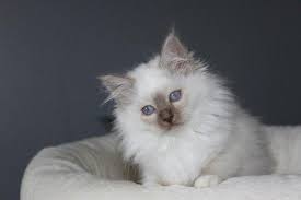 Epingle Sur Chats