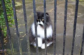 Bekijk meer ideeën over dieren schattige dieren achtergronden. Kat Poort Dier Achtergrond Jager Zwart Wit Loyaliteit Pikist