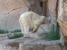Polar Bear At The Henry Vilas Zoo In Madison I Could Never Get Enough Of The Polar Bears Polar Bear Zoo Animals