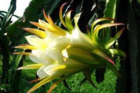 We did not find results for: 10 Lovely Flowers That Bloom Only At Night Blog Nurserylive Com Gardening In India