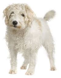 The jack russell terrier was the first hunting dog that reverend russell bred. Is A Long Haired Jack Russell Considered To Be A Pedigree Breed Quora