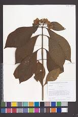 Image result for Zygophlebia villosissima