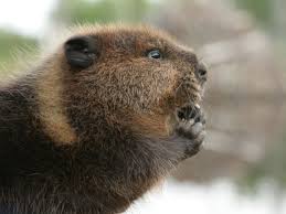 See more of castori on facebook. Castori Home Facebook